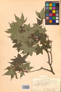 Acer pictum subsp. mono (Maxim.) H.Ohashi, Siberia, Russian Far East (S6) (Russia)