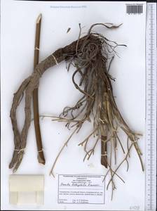 Ferula lithophila Pimenov, Middle Asia, Western Tian Shan & Karatau (M3) (Tajikistan)