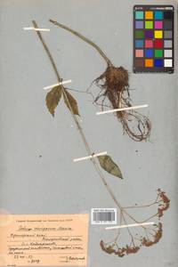 Hylotelephium viviparum (Maxim.) H. Ohba, Siberia, Russian Far East (S6) (Russia)