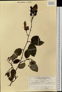 Alnus alnobetula subsp. fruticosa (Rupr.) Raus, Siberia, Altai & Sayany Mountains (S2) (Russia)