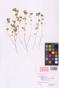 Trifolium campestre Schreb., Eastern Europe, Western region (E3) (Russia)