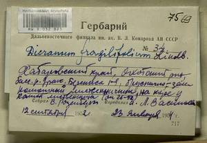 Dicranum fragilifolium Lindb., Bryophytes, Bryophytes - Russian Far East (excl. Chukotka & Kamchatka) (B20) (Russia)