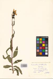 Helianthus ×laetiflorus Pers., Eastern Europe, South Ukrainian region (E12) (Ukraine)