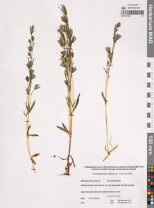 Lomatogonium rotatum (L.) Fr. ex Fernald, Siberia, Chukotka & Kamchatka (S7) (Russia)