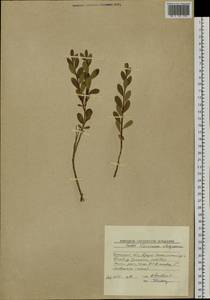 Vaccinium uliginosum L., Siberia, Baikal & Transbaikal region (S4) (Russia)