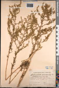 Artemisia arenaria DC., Middle Asia, Caspian Ustyurt & Northern Aralia (M8) (Kazakhstan)