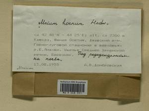 Mnium hornum Hedw., Bryophytes, Bryophytes - Transcaucasia (B13) (South Ossetia)