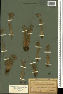 Fimbristylis dichotoma (L.) Vahl, Caucasus, Azerbaijan (K6) (Azerbaijan)