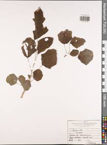 Populus alba L., Eastern Europe, Central region (E4) (Russia)