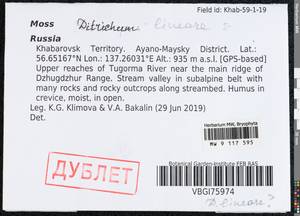 Ditrichum lineare (Sw.) Lindb., Bryophytes, Bryophytes - Russian Far East (excl. Chukotka & Kamchatka) (B20) (Russia)