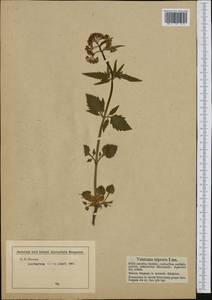 Valeriana tripteris L., Western Europe (EUR) (Austria)