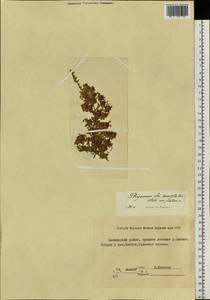 Thymus semiglaber Klokov, Siberia, Yakutia (S5) (Russia)
