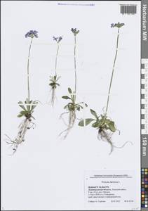 Primula farinosa L., Eastern Europe, North-Western region (E2) (Russia)