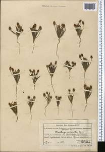 Plantago minuta Pall., Middle Asia, Muyunkumy, Balkhash & Betpak-Dala (M9) (Kazakhstan)