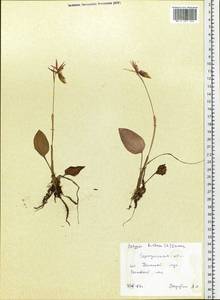 Calypso bulbosa (L.) Oakes, Siberia, Baikal & Transbaikal region (S4) (Russia)