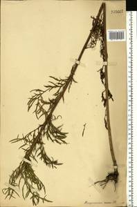Jacobaea erucifolia subsp. erucifolia, Eastern Europe, Central forest-and-steppe region (E6) (Russia)