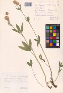 Trifolium montanum L., Eastern Europe, Middle Volga region (E8) (Russia)