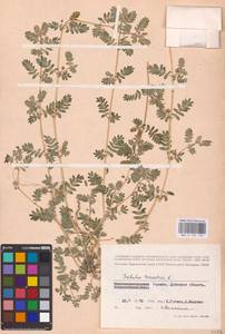 Tribulus terrestris L., Eastern Europe, South Ukrainian region (E12) (Ukraine)