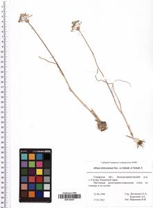 Allium delicatulum Siev. ex Schult. & Schult.f., Eastern Europe, Middle Volga region (E8) (Russia)