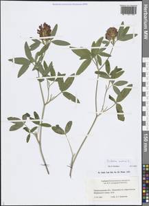 Trifolium medium L., Eastern Europe, North-Western region (E2) (Russia)