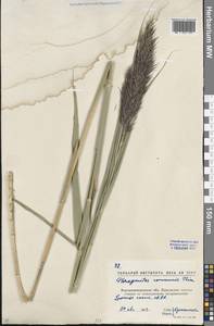 Phragmites australis (Cav.) Trin. ex Steud., Eastern Europe, North Ukrainian region (E11) (Ukraine)