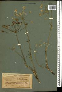 Astrodaucus orientalis (L.) Drude, Caucasus, Azerbaijan (K6) (Azerbaijan)