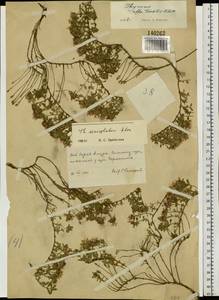 Thymus semiglaber Klokov, Siberia, Russian Far East (S6) (Russia)
