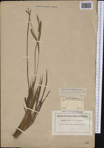 Paspalum plicatulum Michx., America (AMER) (Brazil)