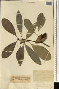 Psychotria psychotrioides (DC.) Roberty, Africa (AFR) (Mali)