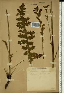 Pedicularis sceptrum-carolinum L., Eastern Europe, Central forest-and-steppe region (E6) (Russia)