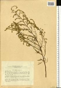 Artemisia arenaria DC., Eastern Europe, South Ukrainian region (E12) (Ukraine)