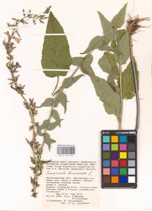 Campanula bononiensis L., Eastern Europe, Lower Volga region (E9) (Russia)