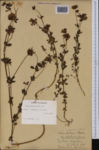 Lotus pedunculatus Cav., Western Europe (EUR) (United Kingdom)