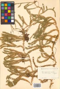 Spinulum annotinum subsp. annotinum, Siberia, Russian Far East (S6) (Russia)