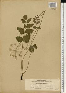 Pimpinella saxifraga L., Eastern Europe, Central forest-and-steppe region (E6) (Russia)