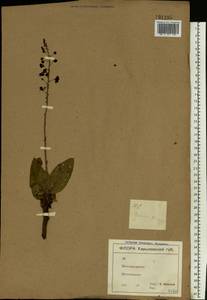 Verbascum phoeniceum L., Eastern Europe, North Ukrainian region (E11) (Ukraine)