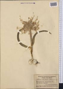 Allium schubertii Zucc., Middle Asia, Syr-Darian deserts & Kyzylkum (M7) (Kazakhstan)