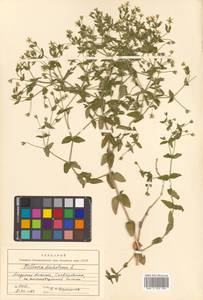 Mesostemma dichotomum (L.) Arabi, Rabeler & Zarre, Siberia, Russian Far East (S6) (Russia)