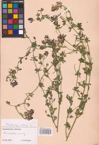 Medicago sativa L., Eastern Europe, Central region (E4) (Russia)