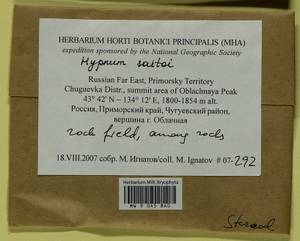 Hypnum saitoi Ando, Bryophytes, Bryophytes - Russian Far East (excl. Chukotka & Kamchatka) (B20) (Russia)