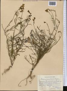 Linaria transiliensis Kuprian., Middle Asia, Northern & Central Tian Shan (M4) (Kazakhstan)
