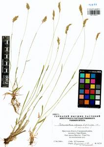 Anthoxanthum alpinum × odoratum, Siberia, Baikal & Transbaikal region (S4) (Russia)