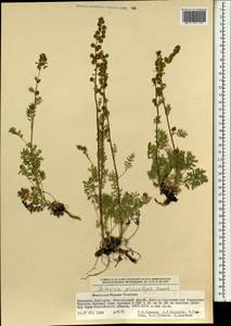 Artemisia phaeolepis Krasch., Mongolia (MONG) (Mongolia)