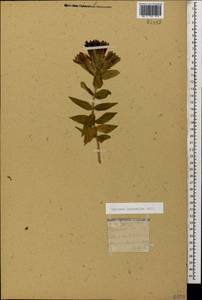 Gentiana septemfida Pall., Caucasus, Georgia (K4) (Georgia)