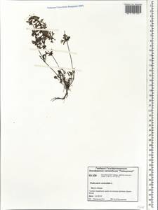 Pedicularis verticillata L., Siberia, Central Siberia (S3) (Russia)