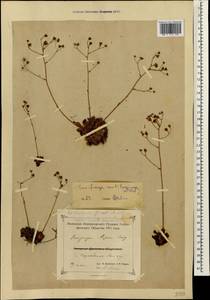 Saxifraga paniculata subsp. cartilaginea (Willd.) D. A. Webb, Caucasus, Azerbaijan (K6) (Azerbaijan)