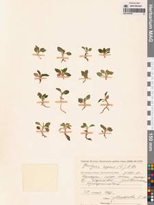 Goodyera repens (L.) R.Br., Siberia, Chukotka & Kamchatka (S7) (Russia)