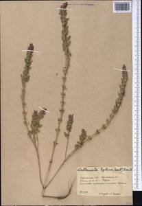 Lallemantia royleana (Benth.) Benth., Middle Asia, Karakum (M6) (Turkmenistan)