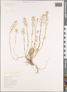 Alyssum rostratum Steven, Caucasus, Black Sea Shore (from Novorossiysk to Adler) (K3) (Russia)