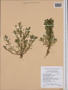 Matricaria discoidea DC., Western Europe (EUR) (United Kingdom)